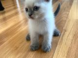 Scottish Fold Ve British Blue Point Yavrular