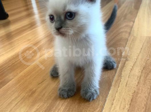 Scottish Fold Ve British Blue Point Yavrular