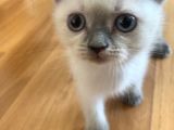 Scottish Fold Ve British Blue Point Yavrular