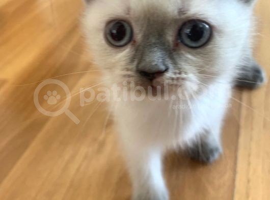 Scottish Fold Ve British Blue Point Yavrular görsel