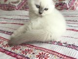 British Shorhair Bluepoint