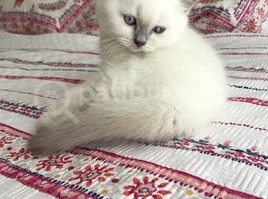 British Shorhair Bluepoint görsel