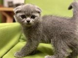Scottish Fold