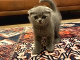 Scottish Fold