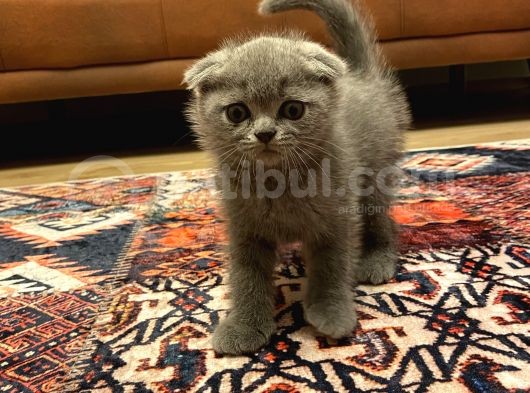 Scottish Fold görsel