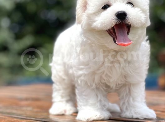 Show Kalite Maltese Terier Bebekler görsel