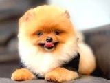 Ayı Surat Pomeranian Boo Yavrularımız