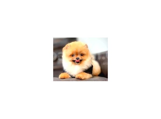 Ayı Surat Pomeranian Boo Yavrularımız