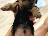 Teacup Yorkie Safkan