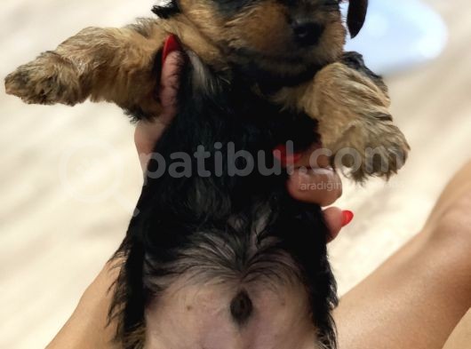 Teacup Yorkie Safkan görsel