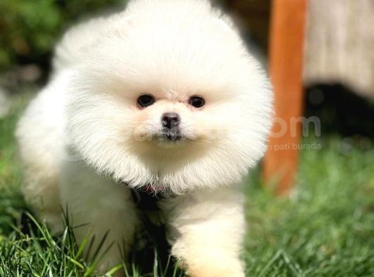 Irk Ve Sağlık Garantili Pomeranian Boo Yavrularımız görsel