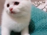 Ponçik Oğlum Yeni Yuvasını Arıyor