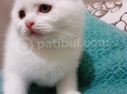 Ponçik Oğlum Yeni Yuvasını Arıyor