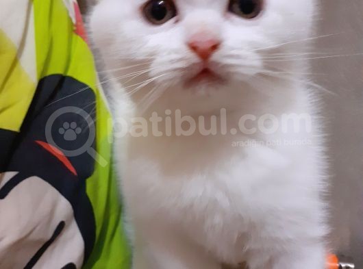 Ponçik Oğlum Yeni Yuvasını Arıyor görsel