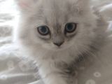 Safkan Bri̇ti̇sh Longhai̇r