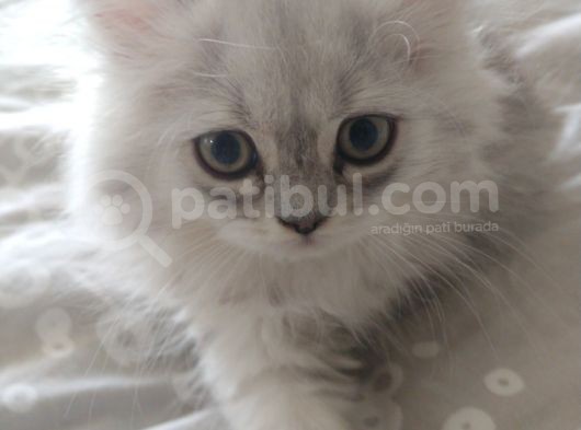 Safkan Bri̇ti̇sh Longhai̇r