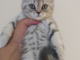 Safkan Bri̇ti̇sh Longhai̇r