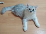Safkan Bri̇ti̇sh Longhai̇r