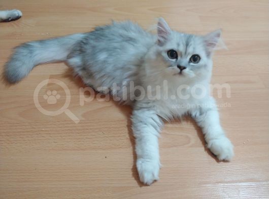 Safkan Bri̇ti̇sh Longhai̇r görsel