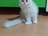 Safkan Bri̇ti̇sh Longhai̇r