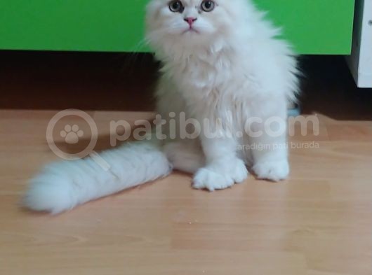 Safkan Bri̇ti̇sh Longhai̇r görsel