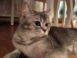 A++ Kedi Yavruları Ve Anne Kedi