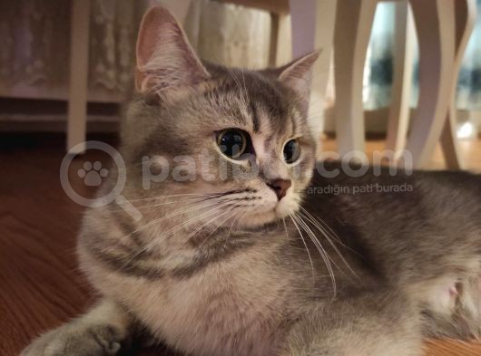 A++ Kedi Yavruları Ve Anne Kedi görsel