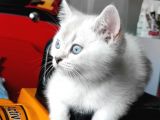 A++ Kedi Yavruları Ve Anne Kedi