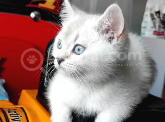 A++ Kedi Yavruları Ve Anne Kedi