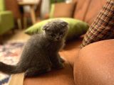Scottish Fold