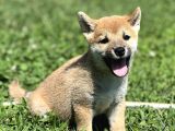 Secereli Erkek Shiba Inu Bebekler