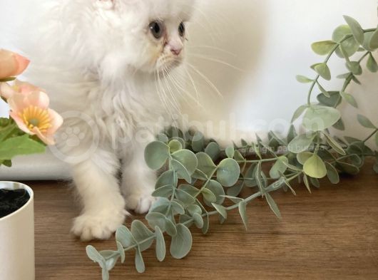 İran Persian Kedi görsel