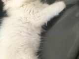 İran Persian Kedi