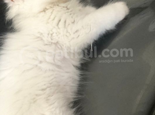 İran Persian Kedi görsel