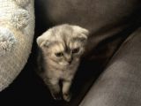 Scottishfold Sağlıklı Tatlı Bebek