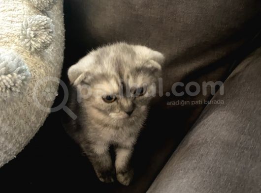 Scottishfold Sağlıklı Tatlı Bebek görsel