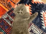 Scottish Fold