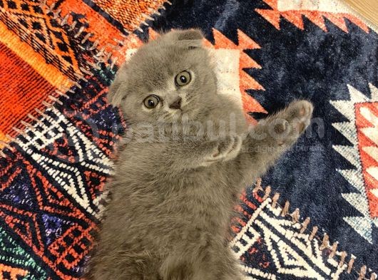 Scottish Fold