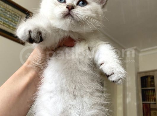 British Lynx Point Yavrum Yeni Yuvasını Arıyor görsel