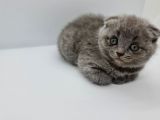 Minik Patiler Yeni Yuva Arıyor