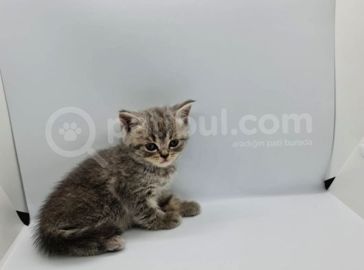 Minik Patiler Yeni Yuva Arıyor görsel