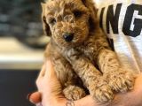 Muhteşem Anne Baba Bebek Suratlı Toy Poodle