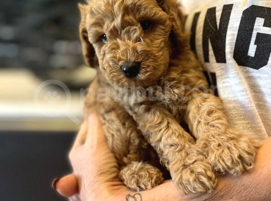 Muhteşem Anne Baba Bebek Suratlı Toy Poodle görsel