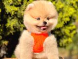 Safkan Pomeranian Boo Yavrular