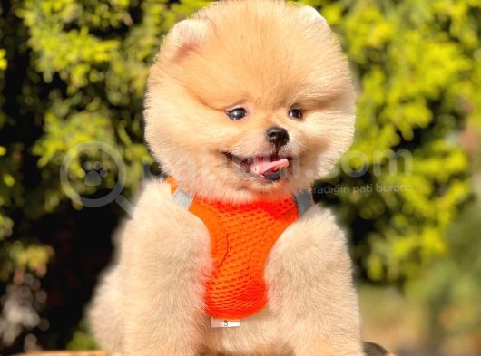 Safkan Pomeranian Boo Yavrular görsel