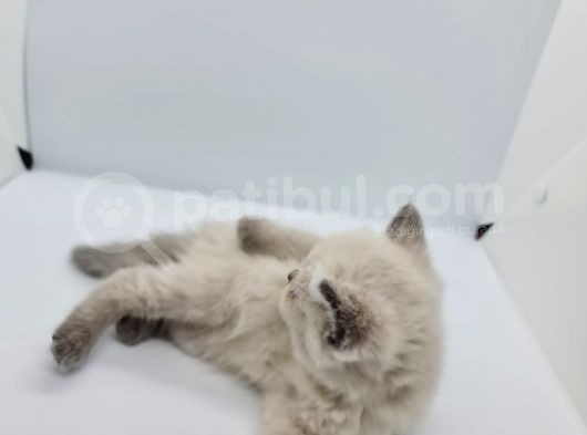 Minik Patiler Yeni Yuva Arıyor görsel