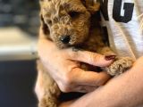 Muhteşem Anne Baba Bebek Suratlı Toy Poodle