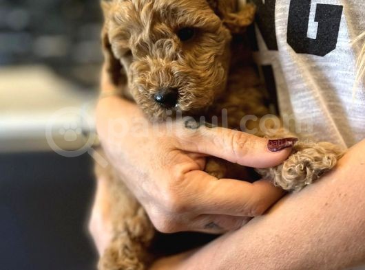 Muhteşem Anne Baba Bebek Suratlı Toy Poodle