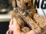 Muhteşem Anne Baba Bebek Suratlı Toy Poodle