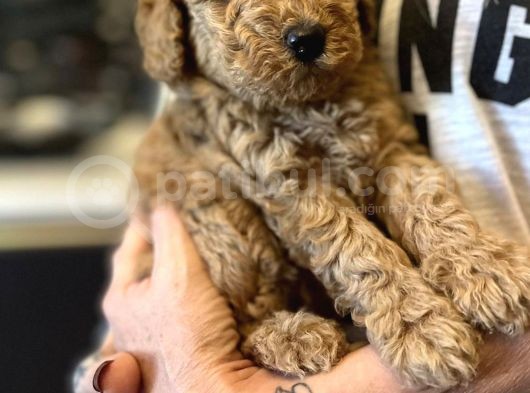Muhteşem Anne Baba Bebek Suratlı Toy Poodle görsel